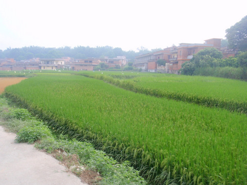 Rice Paddies.